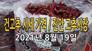 진안 고추시장 / 건고추 가격 시세 2021년 8월 19일