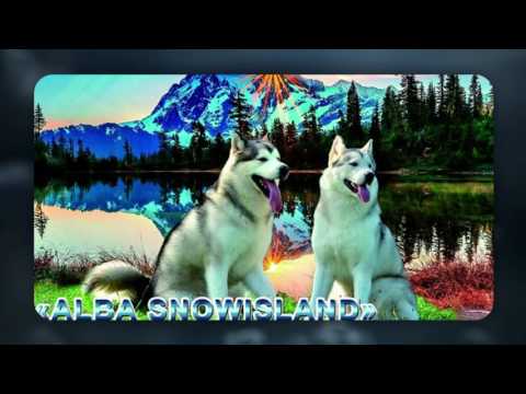 ANABEL ALBA SNOWISLAND