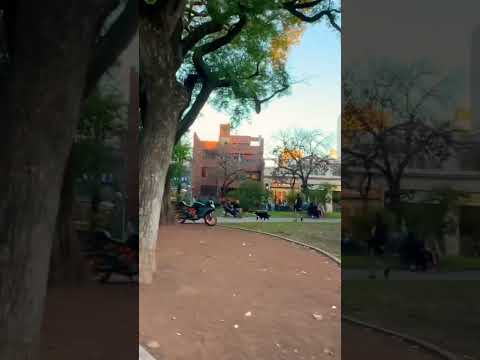 Ellos caminan lo más bien por la plaza Castelli de Belgrano R #walking #shorts #belgranor #bsas