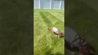 Video preview image #1 Chihuahua-Unknown Mix Puppy For Sale in Westwood, NJ, USA