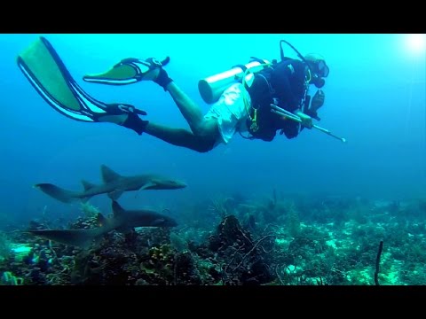 download lagu mp3 mp4 Corn Islands Nicaragua Diving, download lagu Corn Islands Nicaragua Diving gratis, unduh video klip Corn Islands Nicaragua Diving