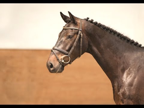 16 | Nevada v. Nekton - Colman