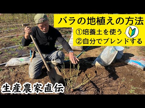 種からバラの木を植えるチャンスをお見逃しなく！どのように対処すればよいでしょうか？  庭園