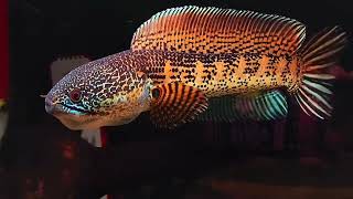 Download lagu GIMANA NIH TIPS BIKIN AURANTI FLARING / TIPS CHANNA AURANTI GALAK mp3