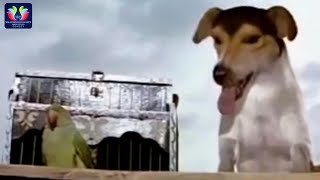 Street Dog And Parret Funny Comedy Scene || Latest Telugu Comedy Scenes || TFC Comedy