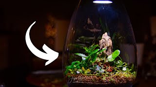 Beginner terrarium TUTORIAL - cinematic