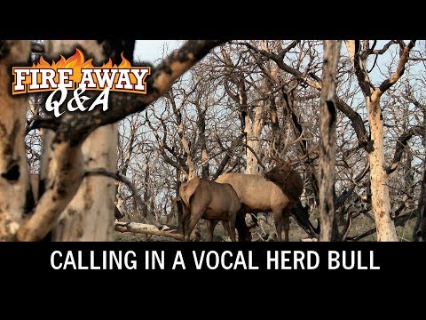 Calling a Vocal Herd Bull Away From His Cows (Fire Away Q&A - Episode 1)