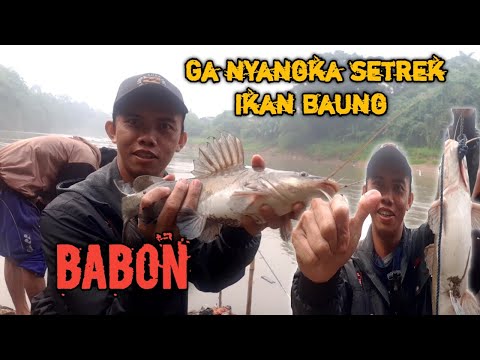 HASIL DARI KESABARAN AHIR NYA TARGET KENA JUGA// MANCING IKAN BAUNG DI KALI CISADANE