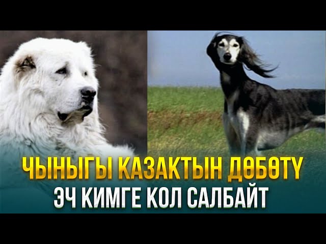 Чыныгы казактын дөбөтү эч кимге кол салбайт
