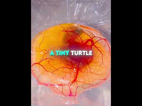 This Girl SAVED a Broken Turtle Egg 🐢❤️ #usa