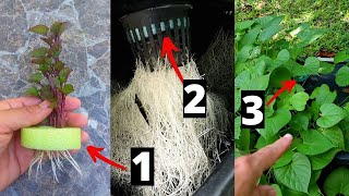 Pool Noodle Hacks 201 | Easiest Way to Grow Sweet Potato | What to Grow in Hot Weather
