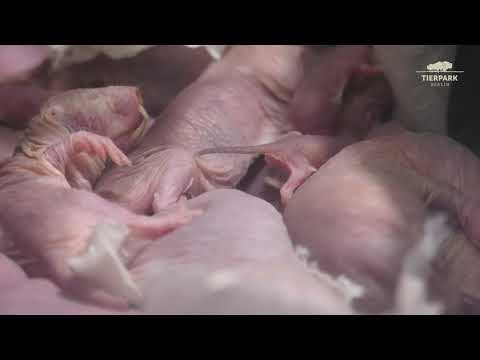 Nachwuchs bei den Nacktmullen im Tierpark Berlin - Naked Mull Rats Offspring at Tierpark Berlin