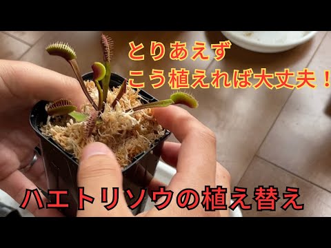 ハエトリグサ 植物