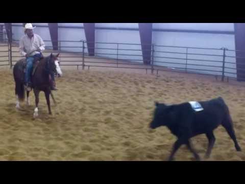 Wild Solano Style working a cow