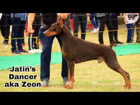 Show Quality AmericanDoberman Available  For Stud service●Sumit Sangwan 9996995969●#haryana #petking