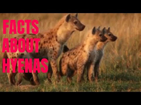 , title : '22 Interesting Facts About Hyenas/True facts About Hyenas'