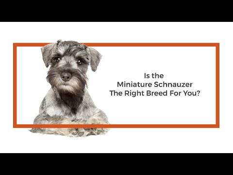 Miniature Schnauzer Video