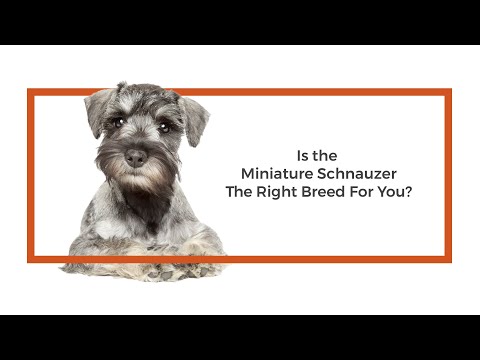 Miniature Schnauzer