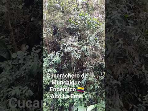 Espectacular melodía del Cucarachero de Munchique. [Henicorhina negreti] Endémico 🇨🇴 Alto La Eme.