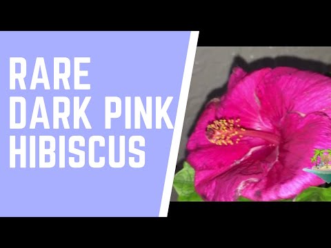 Never seen such colour of hibiscus | Beautifull pink double hibiscus| pink jasud | pink jaswanti