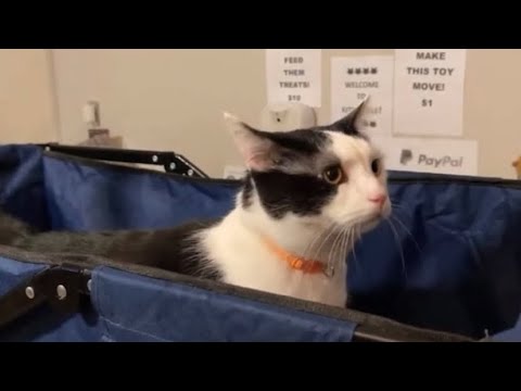 Snoop makes an entrance to Kitty-Ville on the Waggin’ Wagon