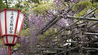 4月24日【びわ湖放送ニュース】新緑に映える　高虎ゆかりのフジ　もうすぐ見頃