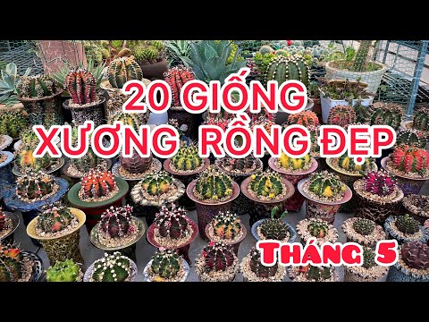 20 giống Xương Rồng đẹp dễ trồng tháng 5/2023| BMT Cactus #cayxuongrong #xuongrong #succulent