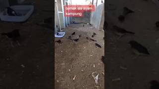 Download lagu Ternak Murai Batu Ala Ayam Kampung Di Koloni Dalam Satu Kandang #satyabirdfarm #shorts #viral mp3
