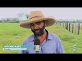 DURANTE FORTE CHUVA RAIO CAI EM FAZENDA E MATA NOVE CABEÇAS DE GADO