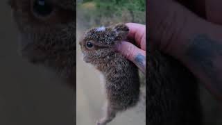 Download lagu Baby Hare (leveret). Catch and release. Too small out of season 😆 #bunny #hare #rabbit mp3