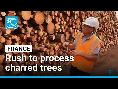 France's timber industry rushes to process trees charred by wildfires