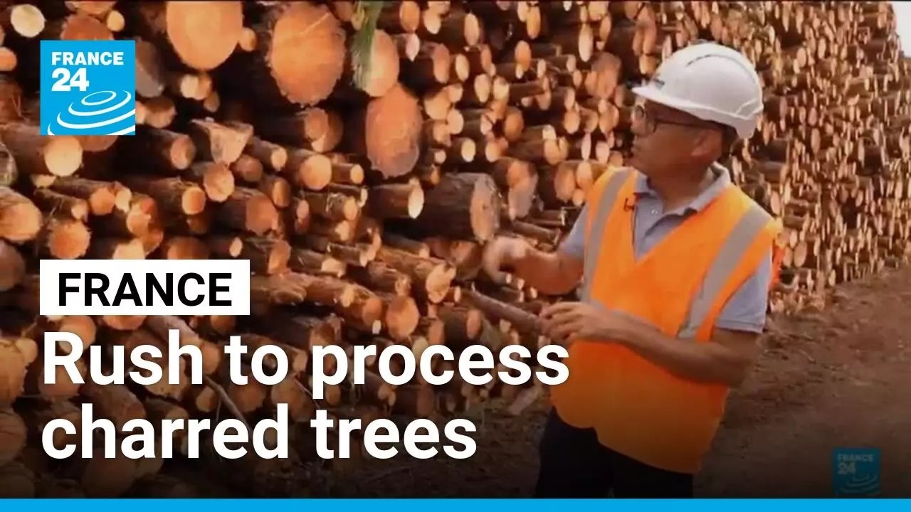 France's timber industry rushes to process trees charred by wildfires • FRANCE 24 English