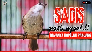 Download lagu 🔴TRUCUKAN GACOR ROPEL PANJANG | PACINGAN / MASTERAN TRUCUKAN AGAR BUNYI GACOR SEPANJANG HARI mp3