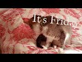 It's friday cat