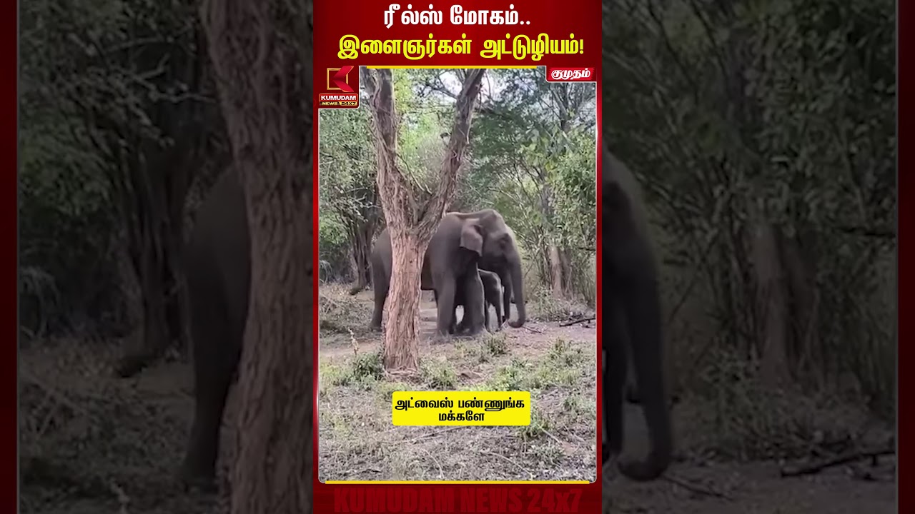 ரீல்ஸ் மோகம்.. இளைஞர்கள் அட்டுழியம்..! | Thirupathur | Elephant | Youngsters  | Kumudam News