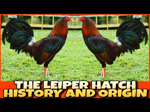 THE HISTORY AND ORIGIN OF LEIPER HATCH CHICKEN