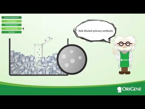 OriGene Presents: The Flow Cytometry Protocol