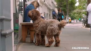 Calzedonia COMFY IS COOL-CALZEDONIA