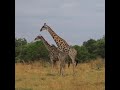 Giraffe Making Love Giraffe Mating Animal Mating