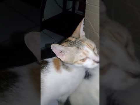 Marwah^ku#Alhamdulilah lahiran.manjaa ye.mnt di elusin mulu😍😘🤗😗(6)