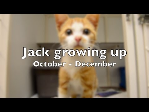 JACK GROWING UP | October - December