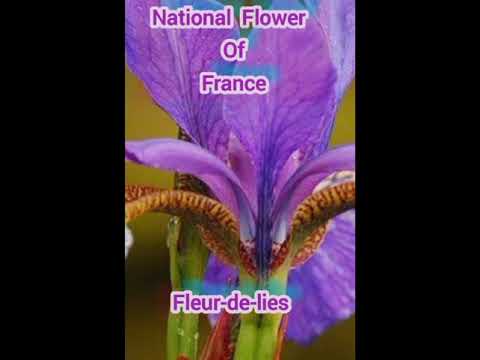 National Flowers Name😃🌹🌻//#only for nature lover @Rinki Purohit.