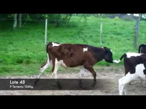 Lote 9 Terneros Holando 126kg -  en RUTA 2 KM 139 4KM AL SUR