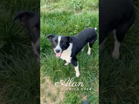 Regalo Alan Splendido Giovane Cagnolino Tg Medio Piccola