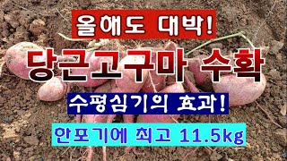 [텃밭농부 2,091]  우와! 올해도 대박.  당근고구마 수확. 수평심기의 효과가 역시. #고구마재배