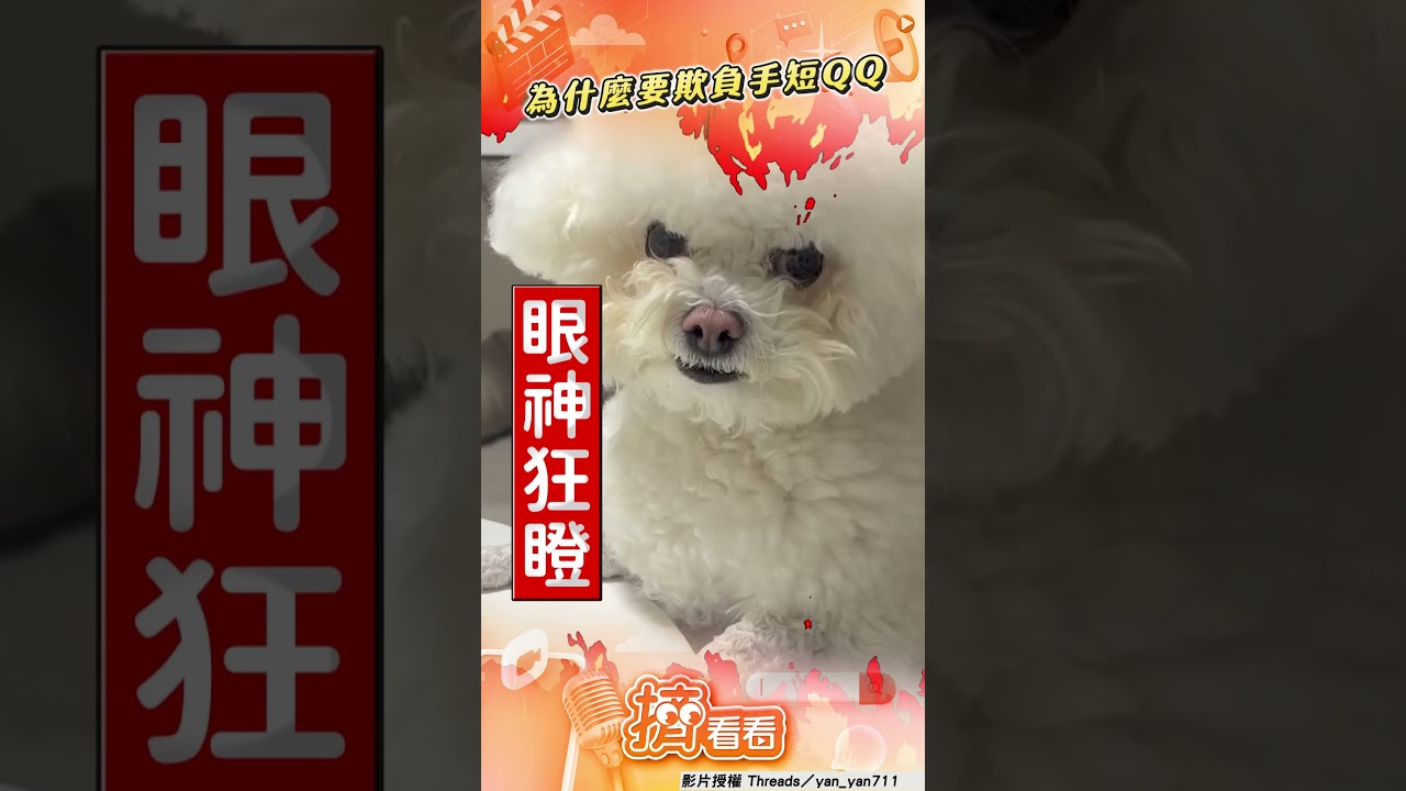 影音/飼主零食擺太遠「萌汪吃不到」 「短腿顫抖」氣炸轉頭狂瞪