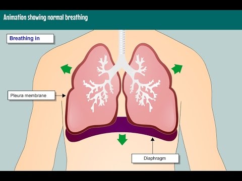 Animation showing normal breathing