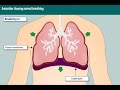 Animation showing normal breathing