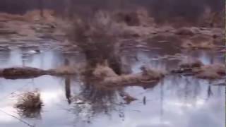 Ducks enjoy the water along the Paint Branch Trail.