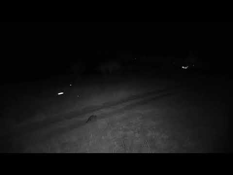 Djuma: Large-spotted Genet-Pt:2 - 19:37 - 08/27/20